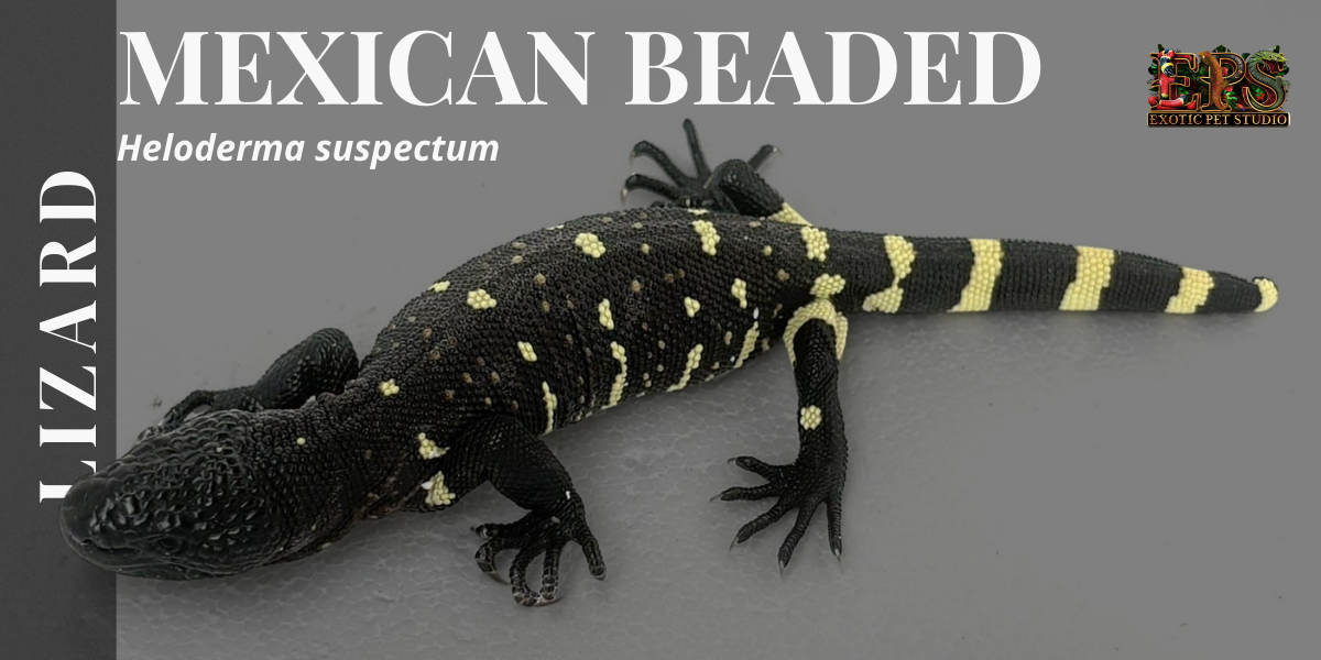 Mexican Beaded Lizard (Heloderma Horridum)
