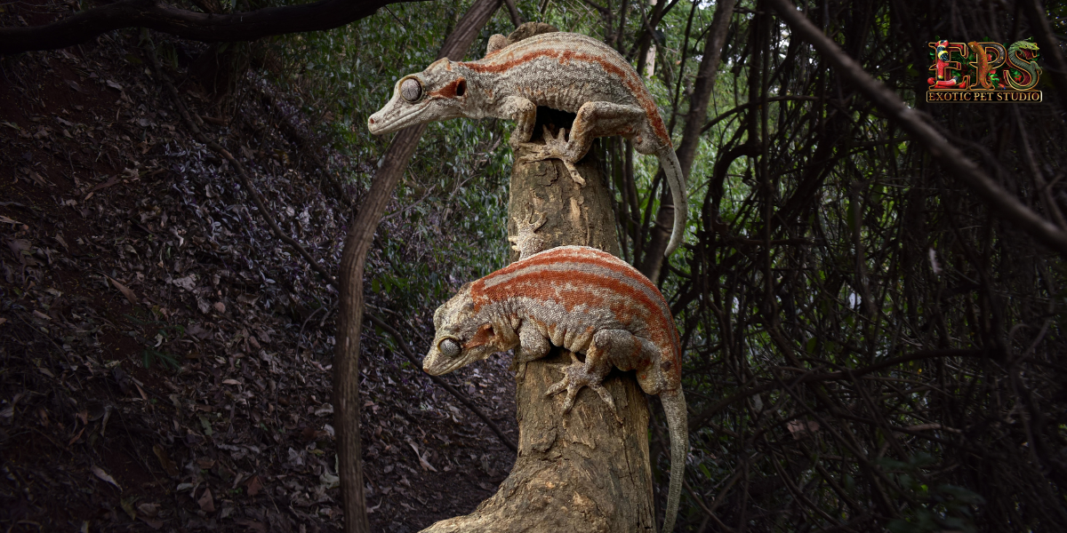 Gargoyle Gecko (Adult Size) - Mix Morphs