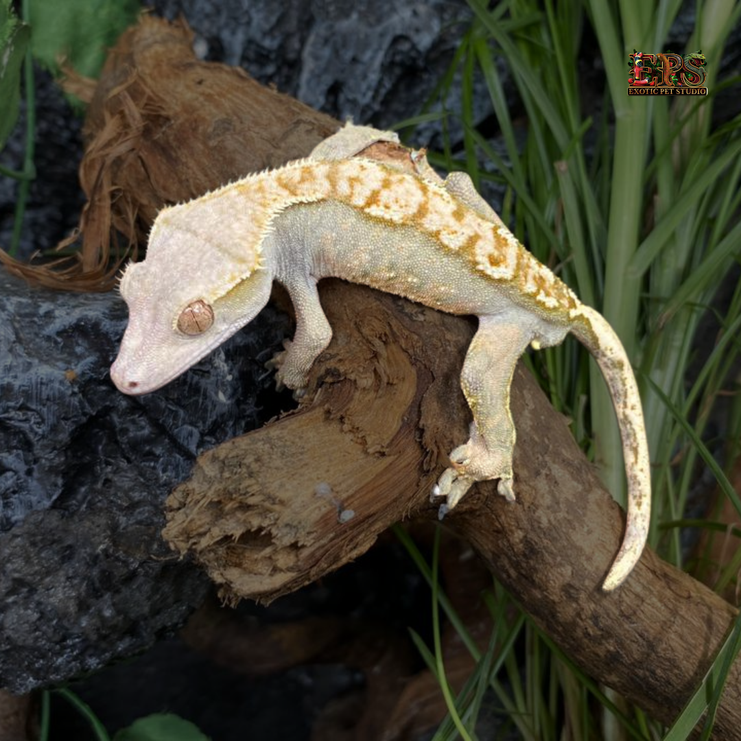 Crested Gecko (Correlophus Ciliatus) - All Morphs Collection