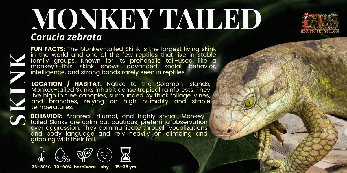 Monkey Tailed Skink (Corucia Zebrata)