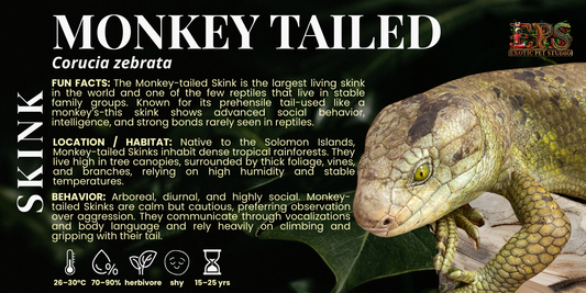 Monkey Tailed Skink (Corucia Zebrata)