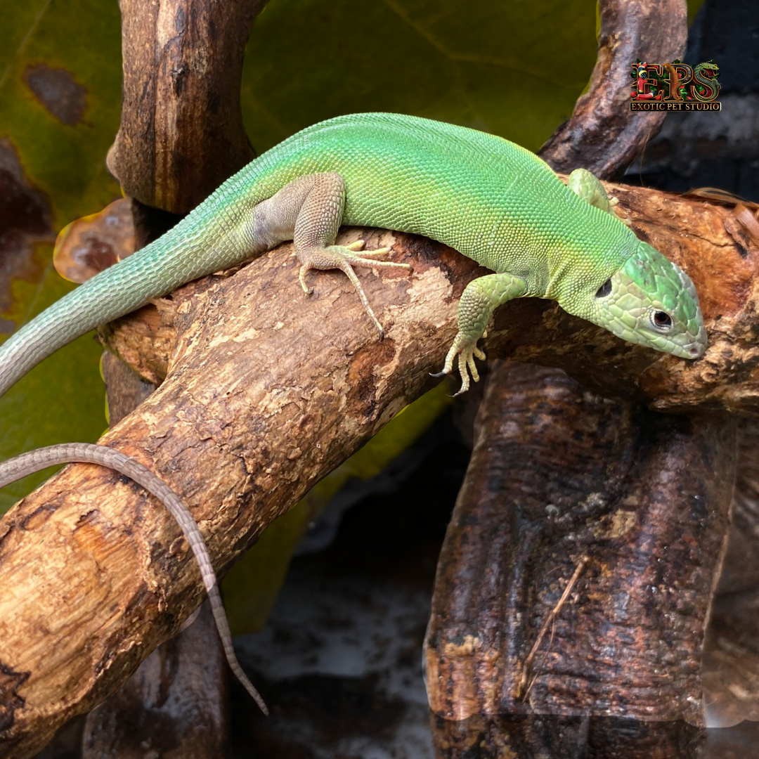 Western Green Lizard (Lacerta Billineata)