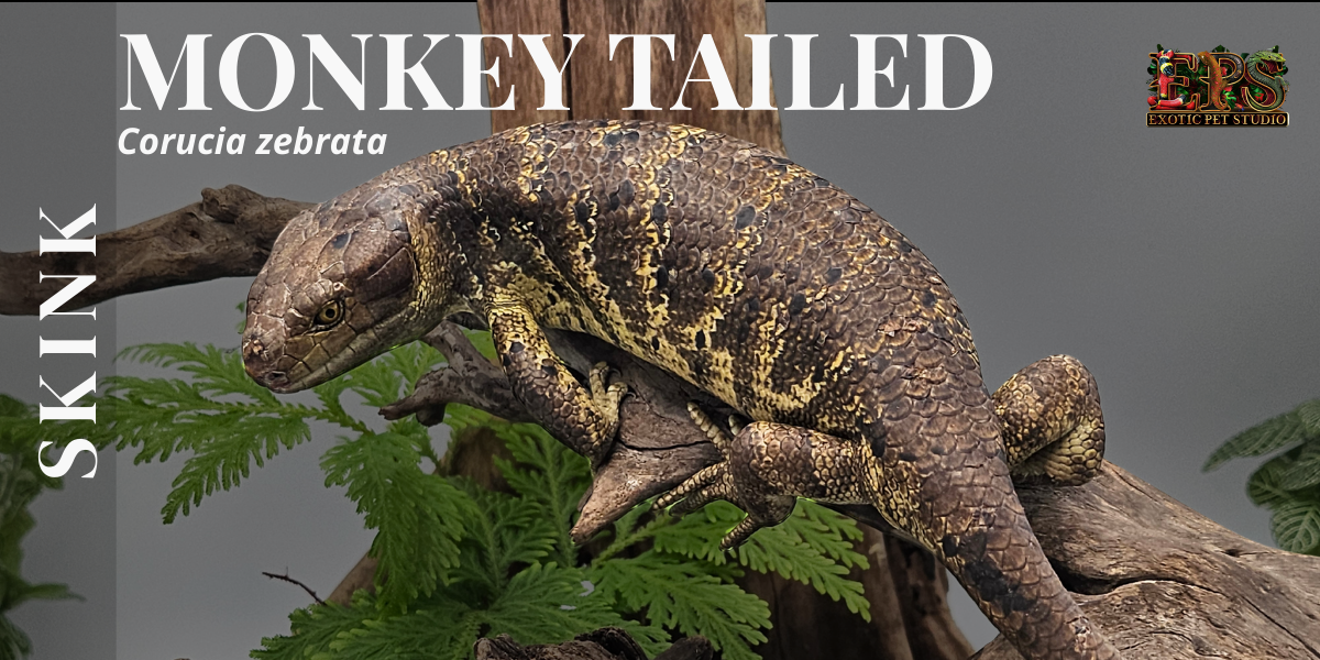 Monkey Tailed Skink (Corucia Zebrata)