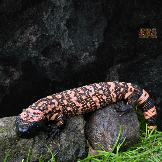 Gila Monster (Heloderma Suspectum)