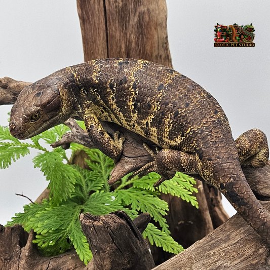 Monkey Tailed Skink (Corucia Zebrata)