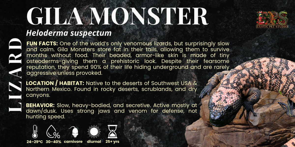 Gila Monster (Heloderma Suspectum)