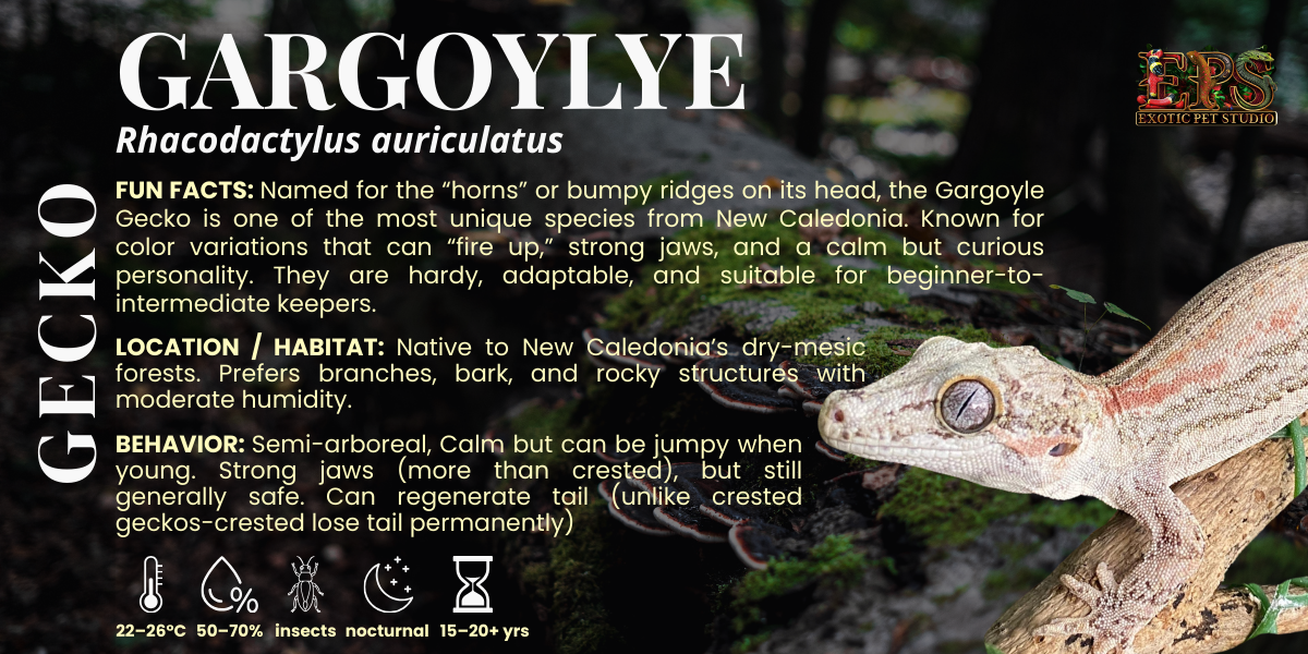 Gargoyle Gecko (Rhacodactylus Auriculatus) - Mix Morphs