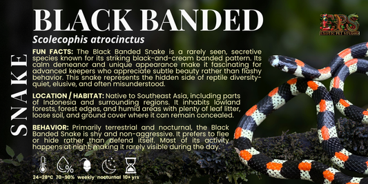 Black Banded