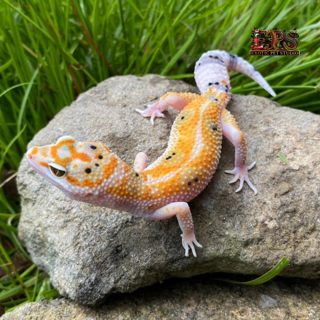 Leopard Gecko (Eublepharis Macularius) - Mix Morphs