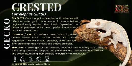 Crested Gecko (Correlophus Ciliatus) - All Morphs Collection