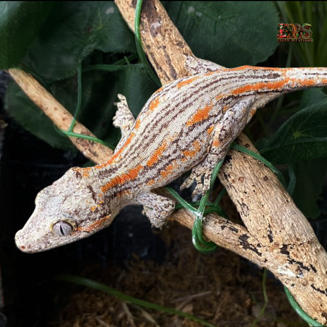 Gargoyle Gecko (Rhacodactylus Auriculatus) - Mix Morphs