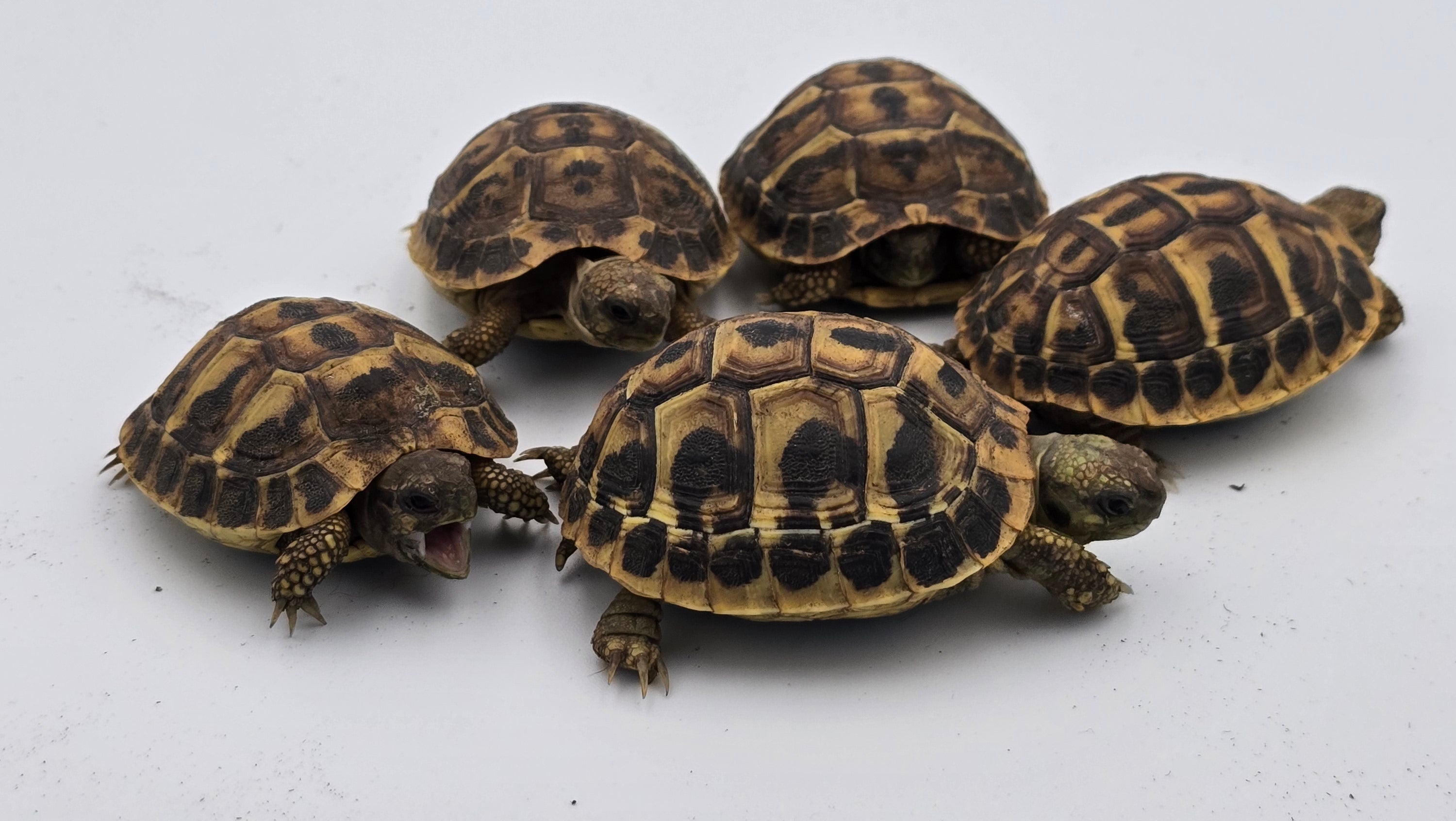 Western Hermanni Tortoise